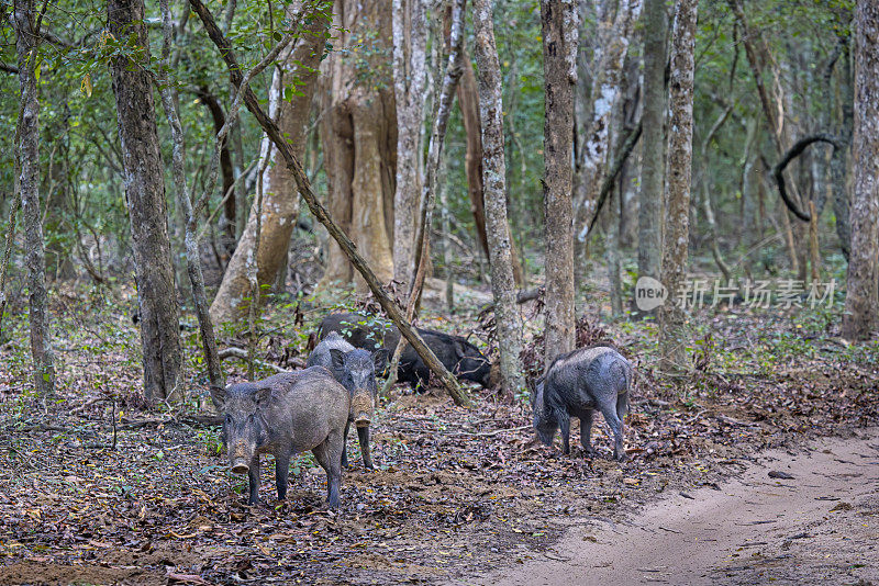 一群野生印度野猪(Sus scrofa cristatus)在威尔帕图国家公园